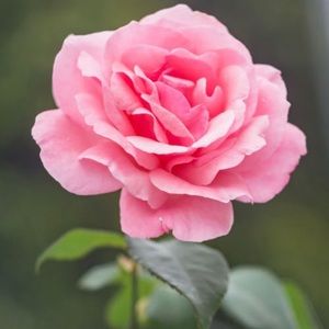 Meet your Posher, Rosa